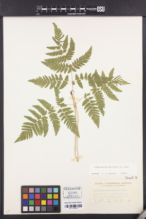 Gymnocarpium disjunctum image