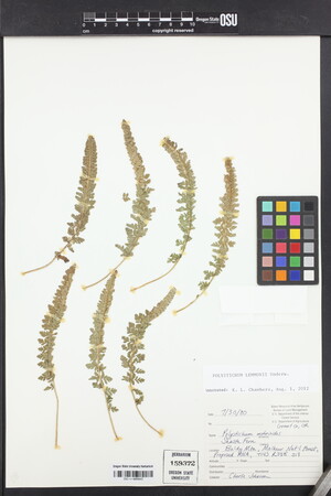 Polystichum lemmonii image