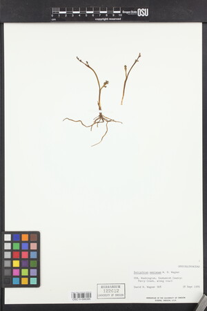 Botrychium montanum image