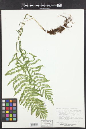 Amauropelta nevadensis image
